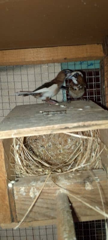 beglies love bird Australian breeder pair 4