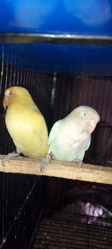 beglies love bird Australian breeder pair 9