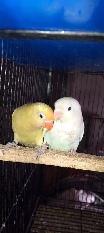 beglies love bird Australian breeder pair 10