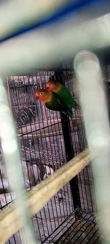 beglies love bird Australian breeder pair 13