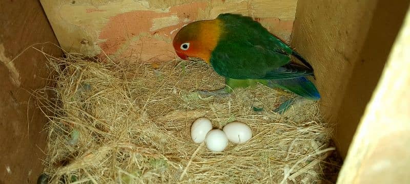 beglies love bird Australian breeder pair 14