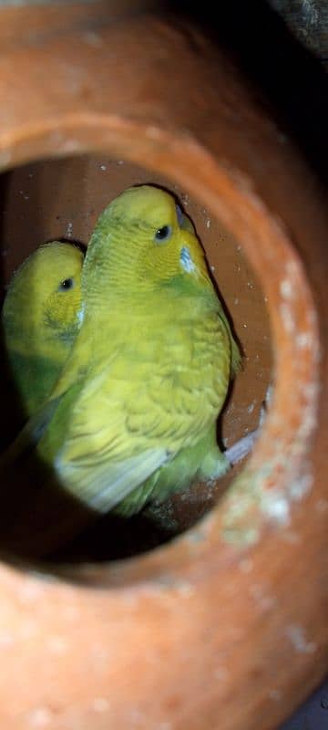 beglies love bird Australian breeder pair 15