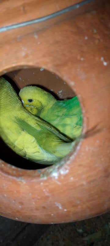 beglies love bird Australian breeder pair 19