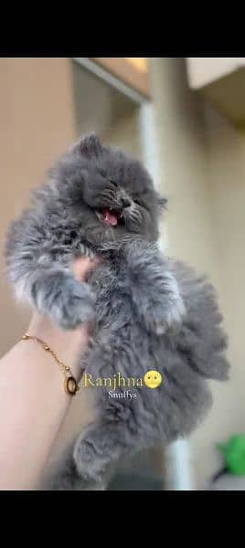 Persian cat for sale male or female my WhatsApp 0323=00=97=122 1