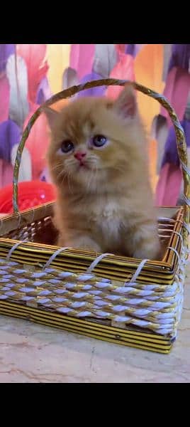 Persian cat for sale male or female my WhatsApp 0323=00=97=122 2