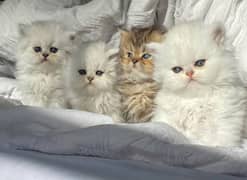 Persian kitten 03365993385