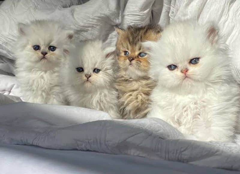 Persian kitten 03361777030 0