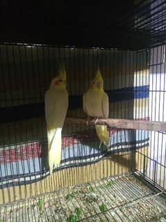 cockatiel parrots breeder pair for sale healthy  , gurentee breeder