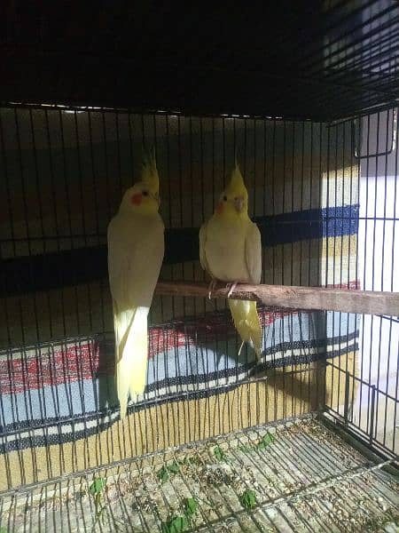 cockatiel parrots breeder pair for sale healthy  , gurentee breeder 0