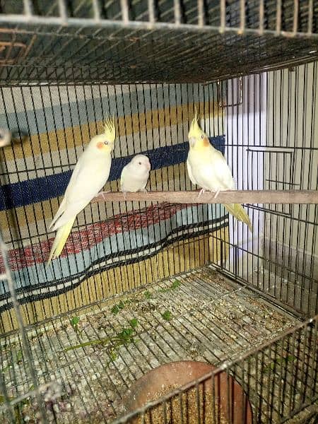 cockatiel parrots breeder pair for sale healthy  , gurentee breeder 1