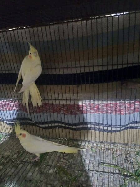 cockatiel parrots breeder pair for sale healthy  , gurentee breeder 2