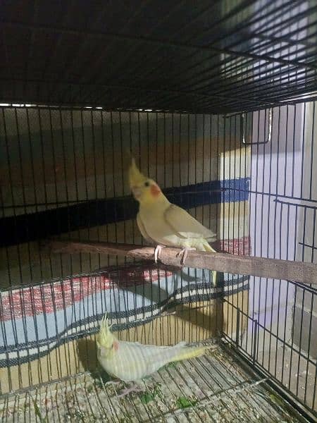 cockatiel parrots breeder pair for sale healthy  , gurentee breeder 3