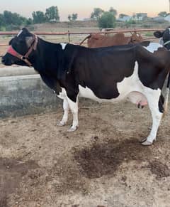 Frezien cows beautiful with kids