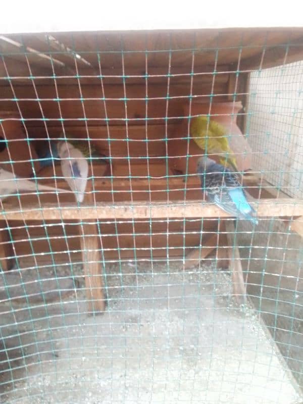 oustalyan parrot 0