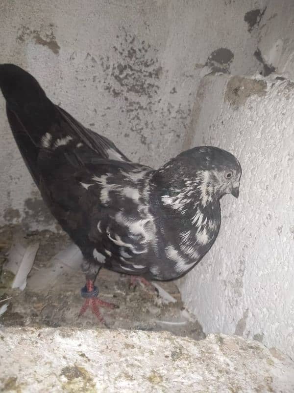 Zakh Cheni female for sale 4