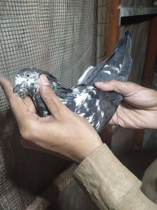 Zakh Cheni female for sale 8