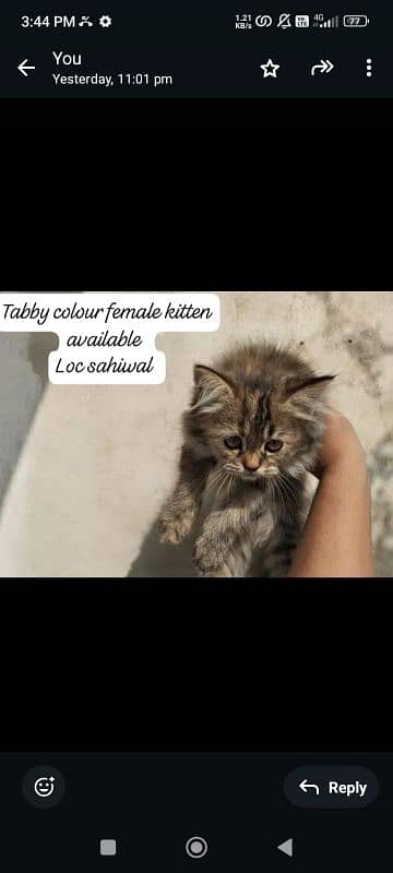 tabby female kitten 0