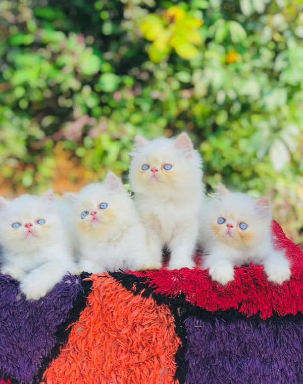 Persian kittens 03365993385 0