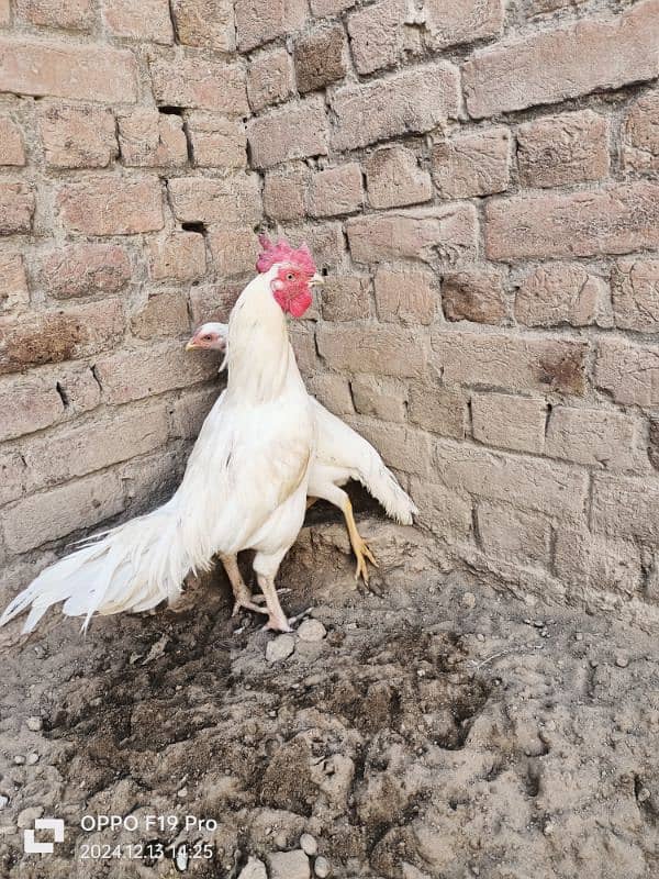 white Aseel muarga or madi  pair boht ache  nasal ka ha 0