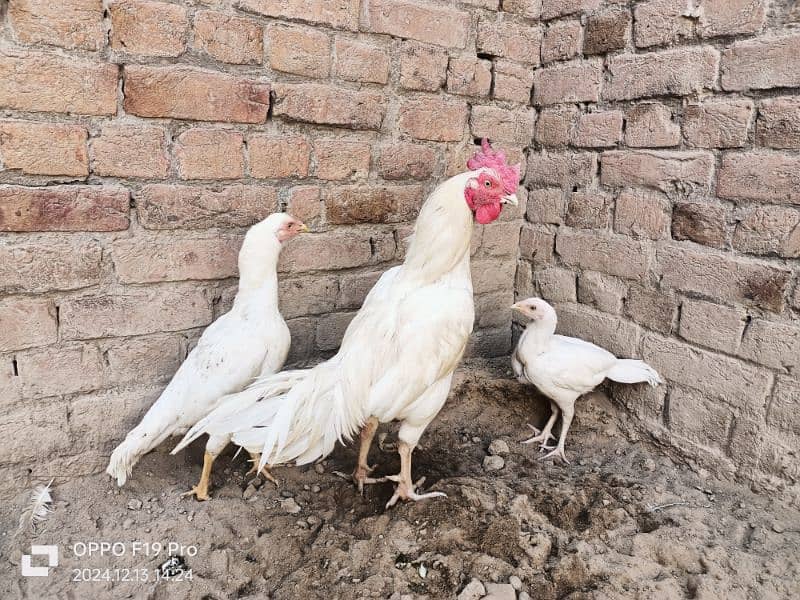 white Aseel muarga or madi  pair boht ache  nasal ka ha 1