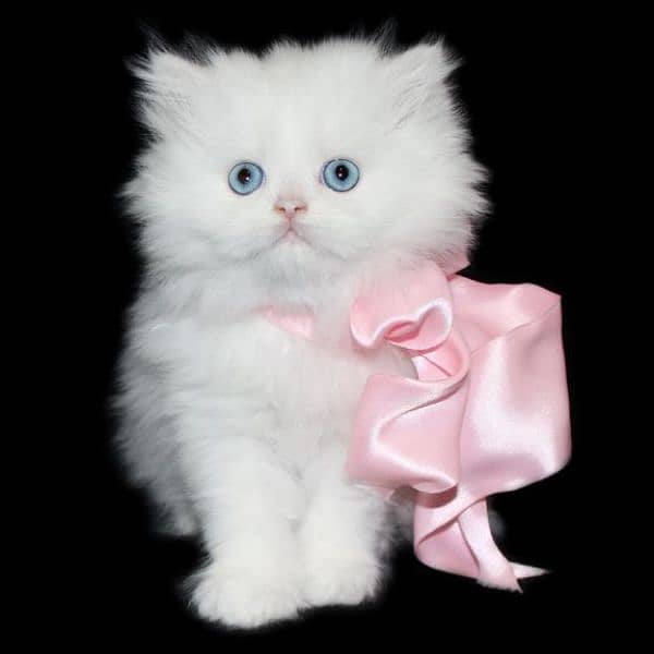 Persian kittens 03365993385 1