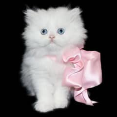 Persian kittens 03365993385