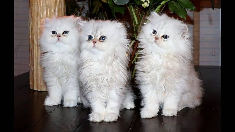 Persian kittens 03365993385 1