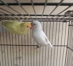 lovebirds