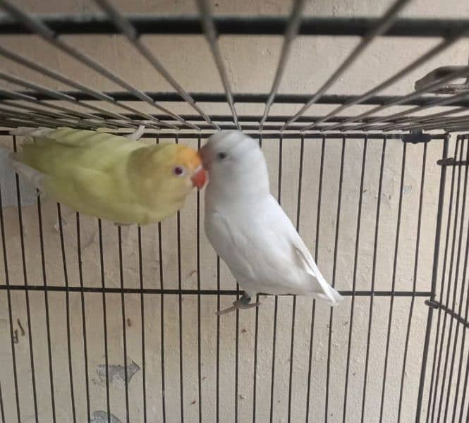 lovebirds 0