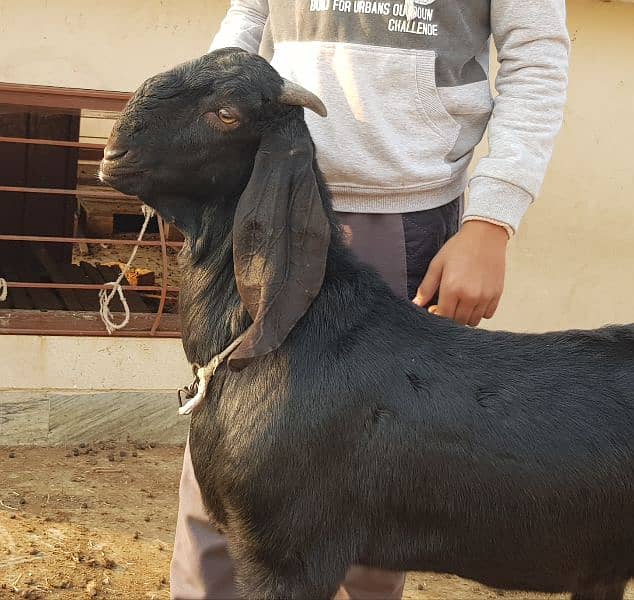 Breeder quality beetal buck goat 0