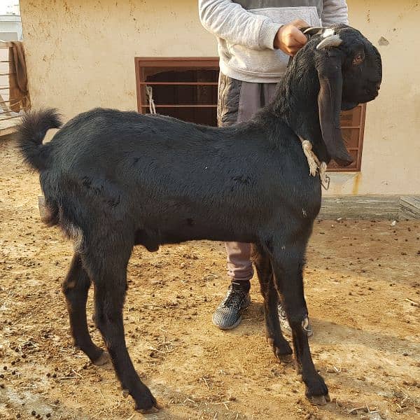 Breeder quality beetal buck goat 2