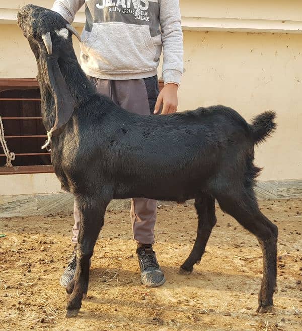 Breeder quality beetal buck goat 3