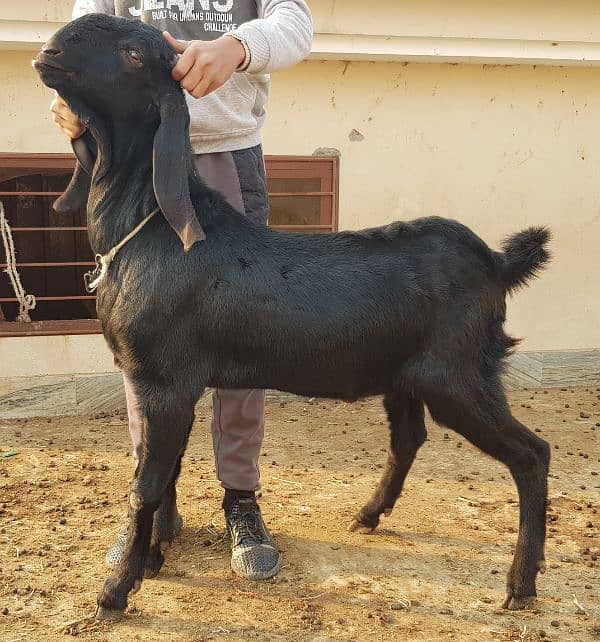 Breeder quality beetal buck goat 4