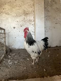 5kg+ Heavy Sussex Breeder Available for sale Own import from Turkey