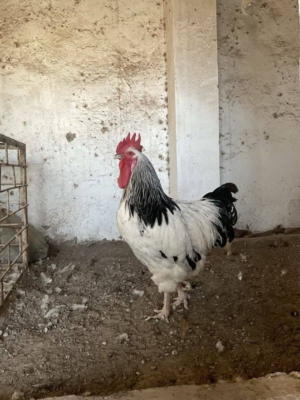 5kg+ Heavy Sussex Breeder Available for sale Own import from Turkey 0