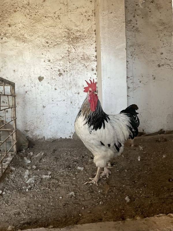 5kg+ Heavy Sussex Breeder Available for sale Own import from Turkey 1