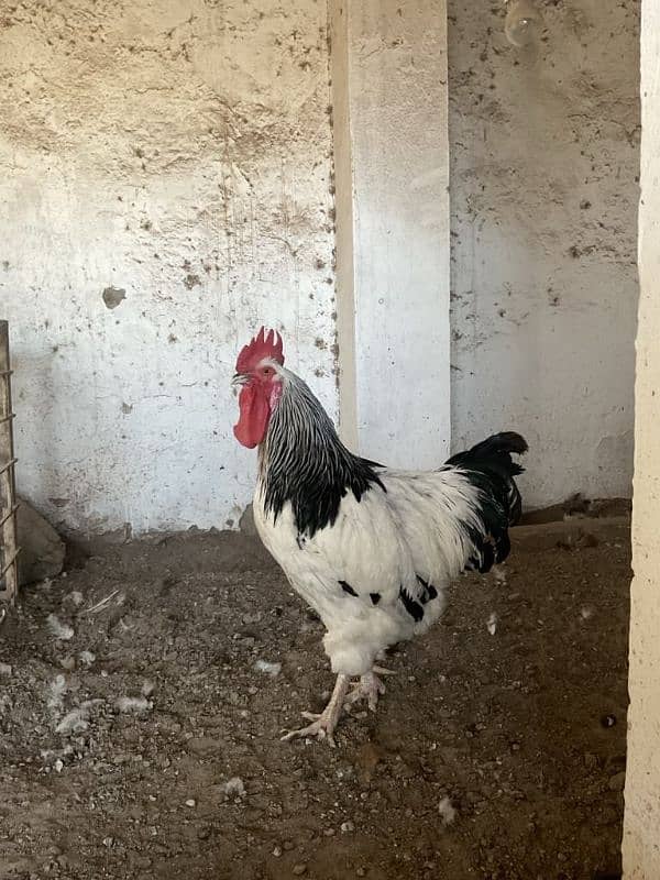 5kg+ Heavy Sussex Breeder Available for sale Own import from Turkey 2