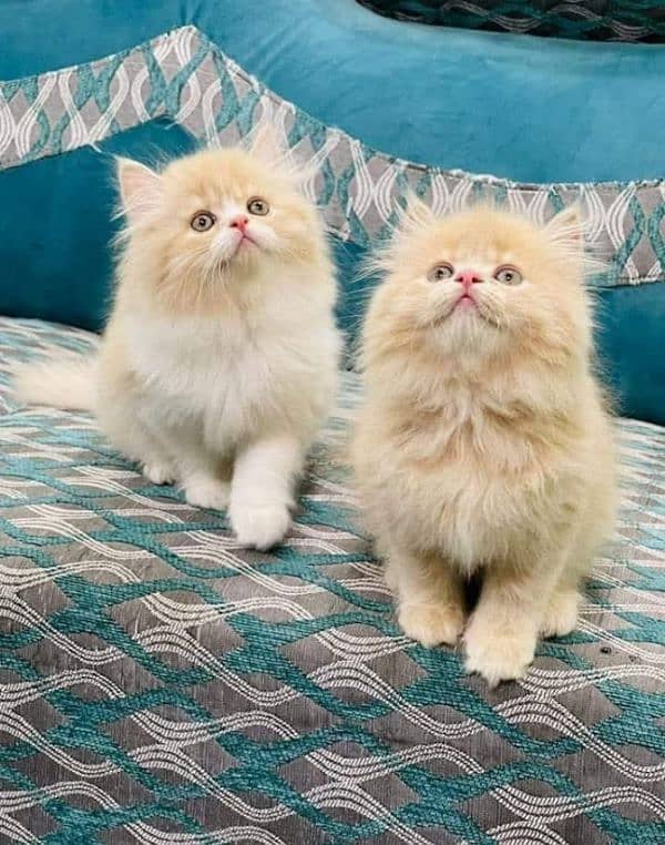 pure Persian triple coated kittens sale k liye available hain 0