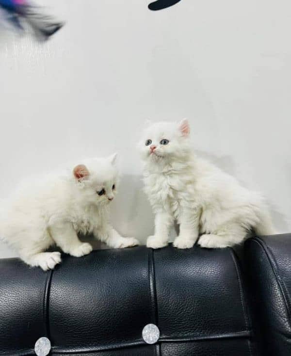 pure Persian triple coated kittens sale k liye available hain 1