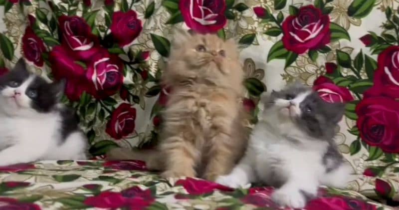 pure Persian triple coated kittens sale k liye available hain 2