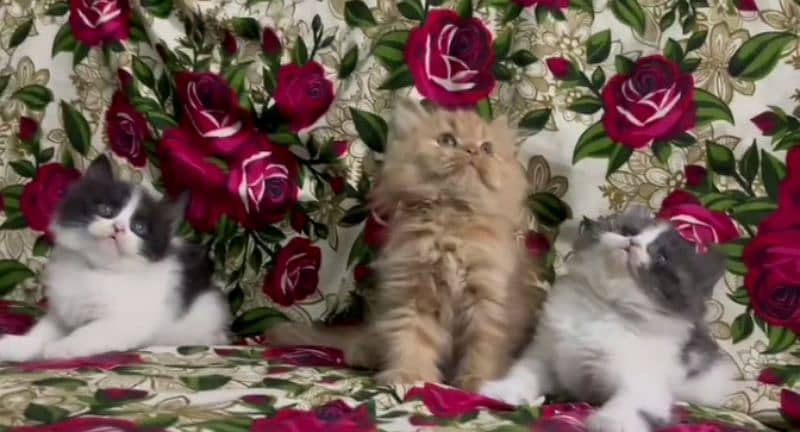 pure Persian triple coated kittens sale k liye available hain 3