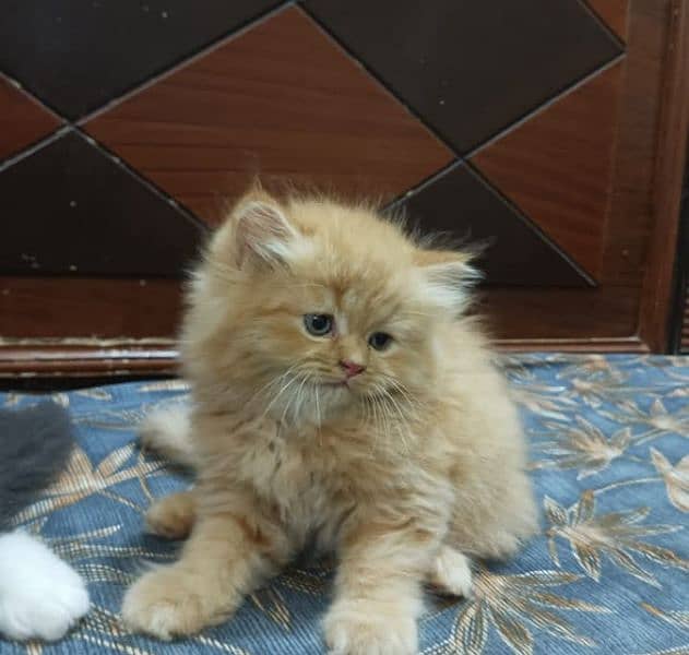 pure Persian triple coated kittens sale k liye available hain 4