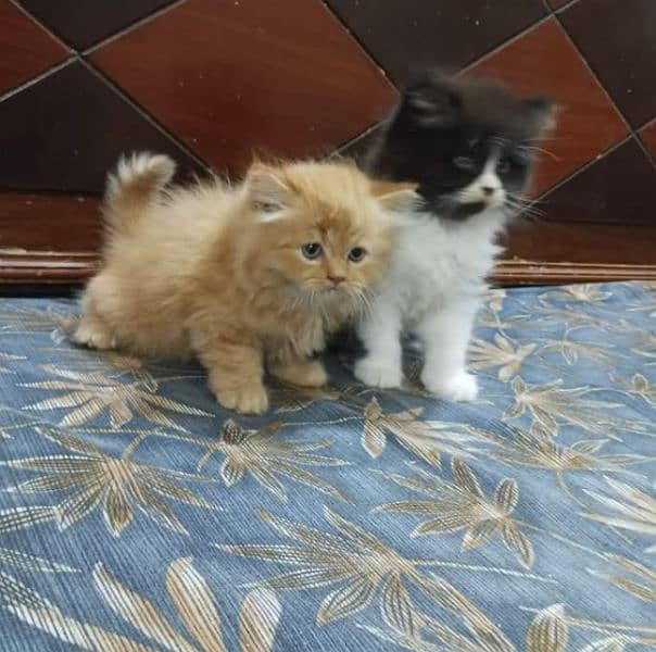 pure Persian triple coated kittens sale k liye available hain 5