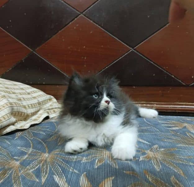 pure Persian triple coated kittens sale k liye available hain 6