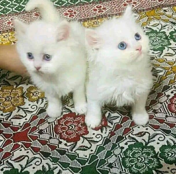 pure Persian triple coated kittens sale k liye available hain 7