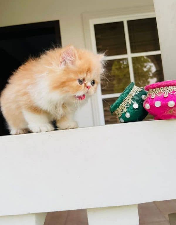 pure Persian triple coated kittens sale k liye available hain 8