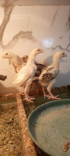 White shamo chicks for sale