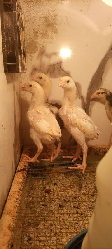 White shamo chicks for sale 1