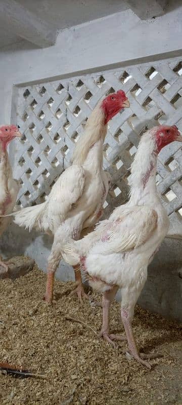 White shamo chicks for sale 2