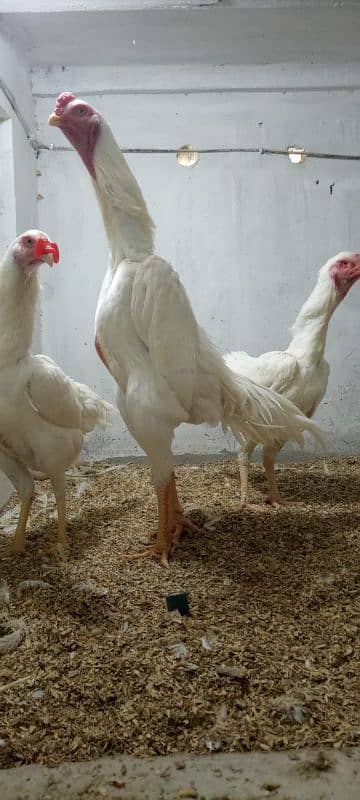 White shamo chicks for sale 3